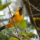 Oriole à gros bec