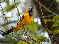 Oriole à gros bec