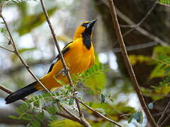 Altamira Oriole