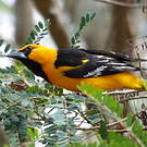 Oriole à gros bec