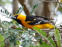 Oriole à gros bec