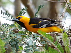 Altamira Oriole