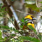 Oriole à gros bec