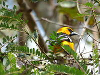 Oriole à gros bec