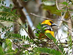 Altamira Oriole