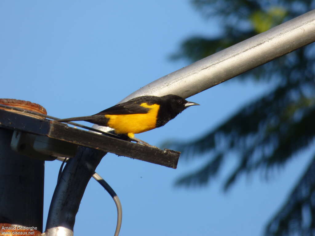 Oriole cul-noiradulte, pigmentation, Comportement