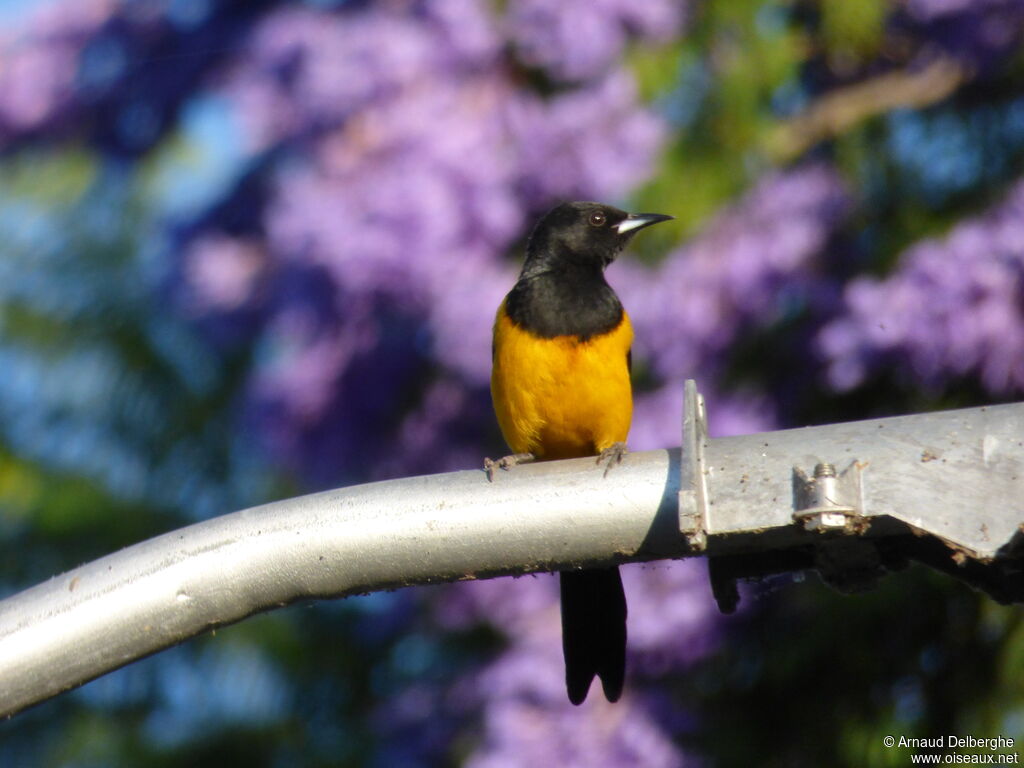 Black-vented Oriole