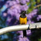 Oriole cul-noir