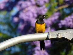 Black-vented Oriole