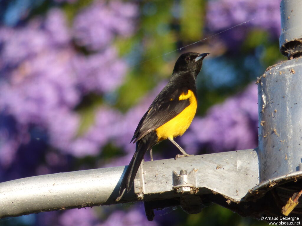 Black-vented Oriole