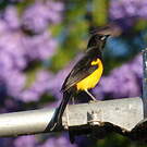 Oriole cul-noir