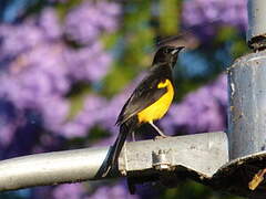 Black-vented Oriole