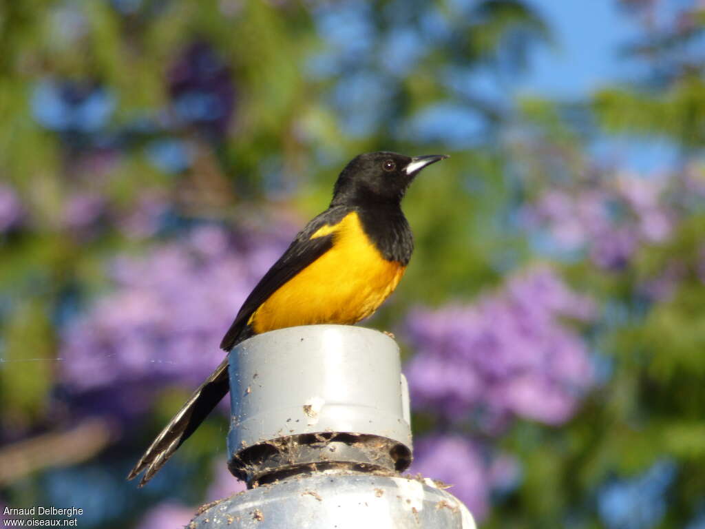 Black-vented Oriole