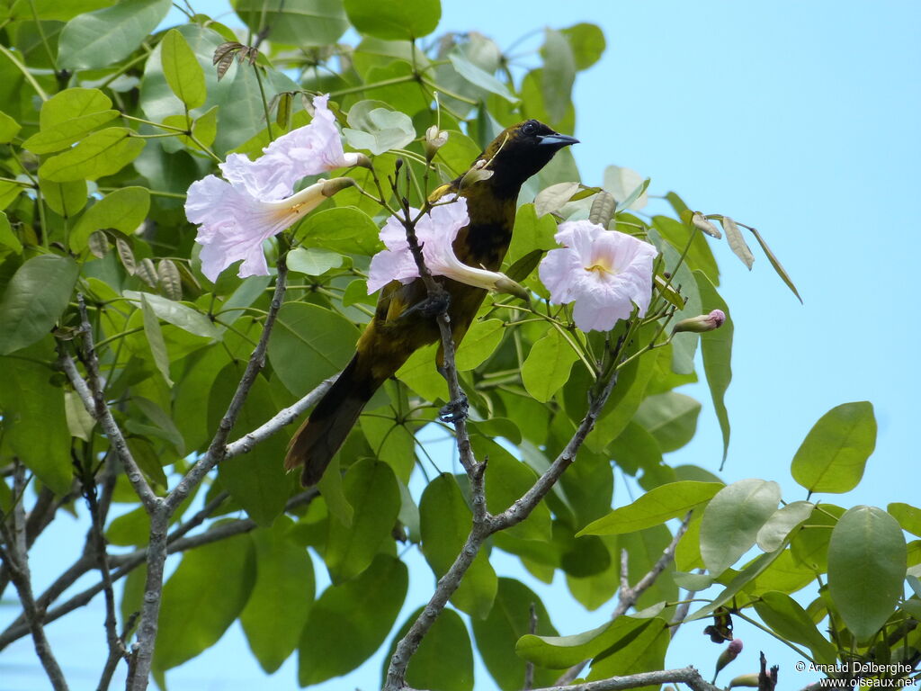 Cuban Oriole