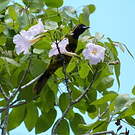Oriole de Cuba
