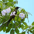 Oriole de Cuba
