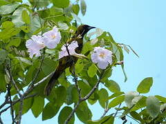 Cuban Oriole