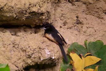 Oriole de Montserrat