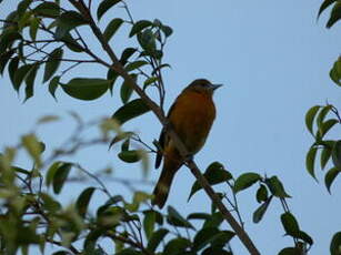 Oriole du Nord