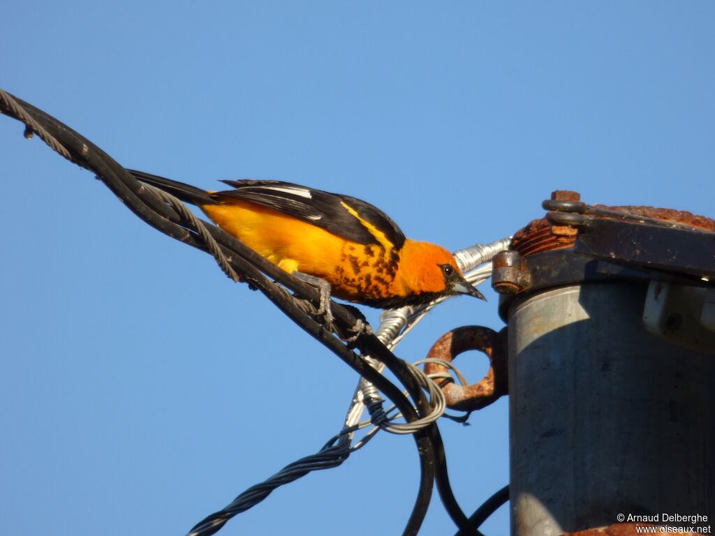 Spot-breasted Oriole