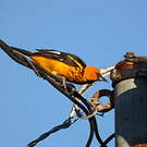 Oriole maculé