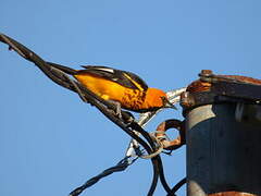 Oriole maculé