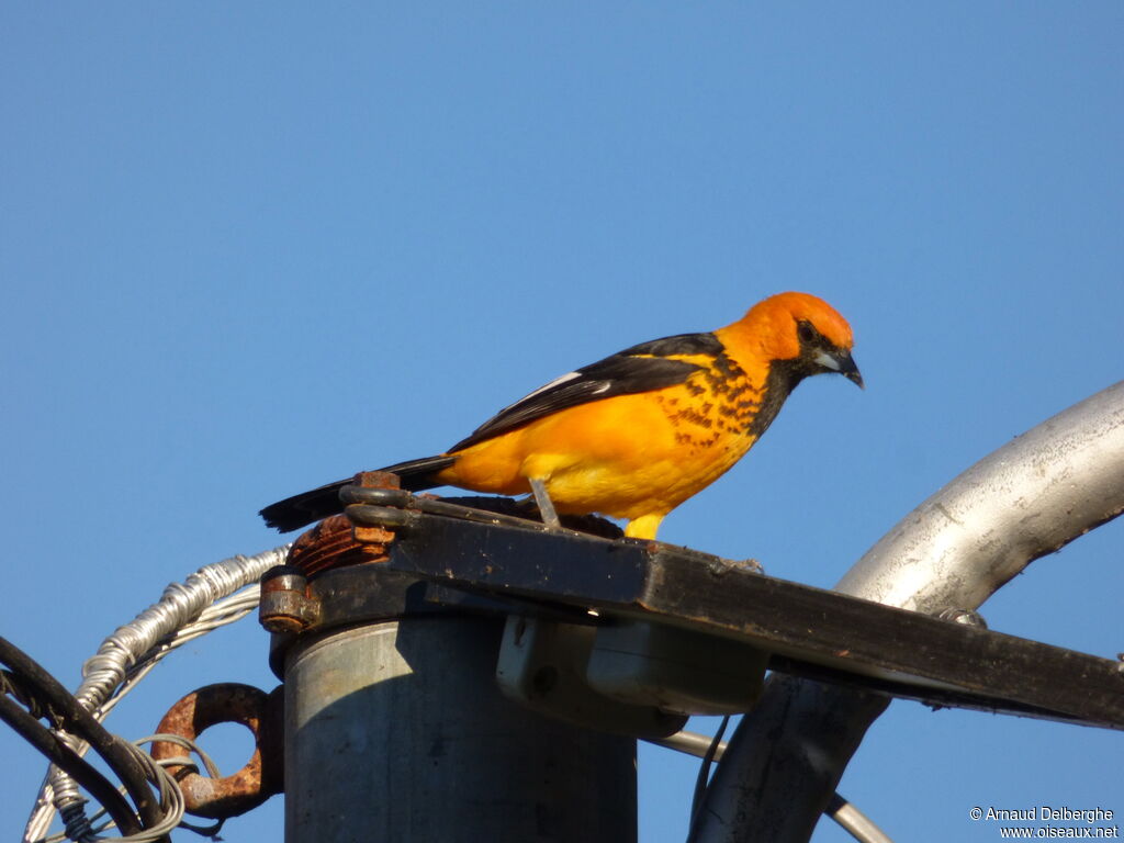 Spot-breasted Oriole