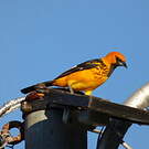 Oriole maculé