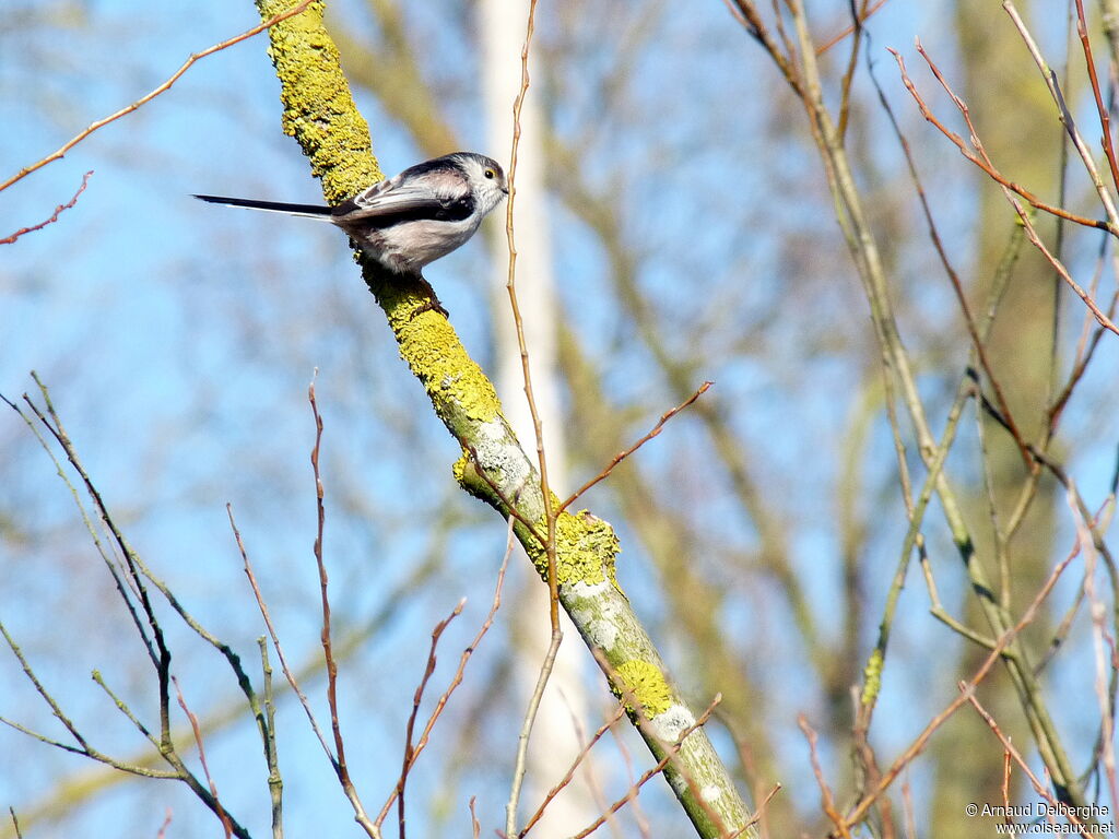 Long-tailed Tit