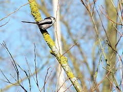 Long-tailed Tit