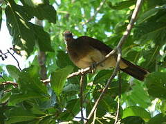 White-bellied Chachalaca