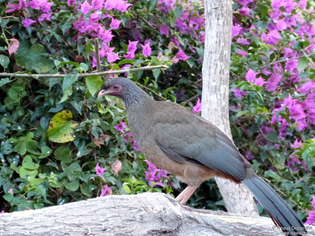 Chaco Chachalaca