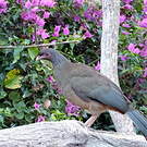 Ortalide du Chaco