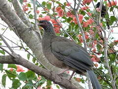 Chaco Chachalaca