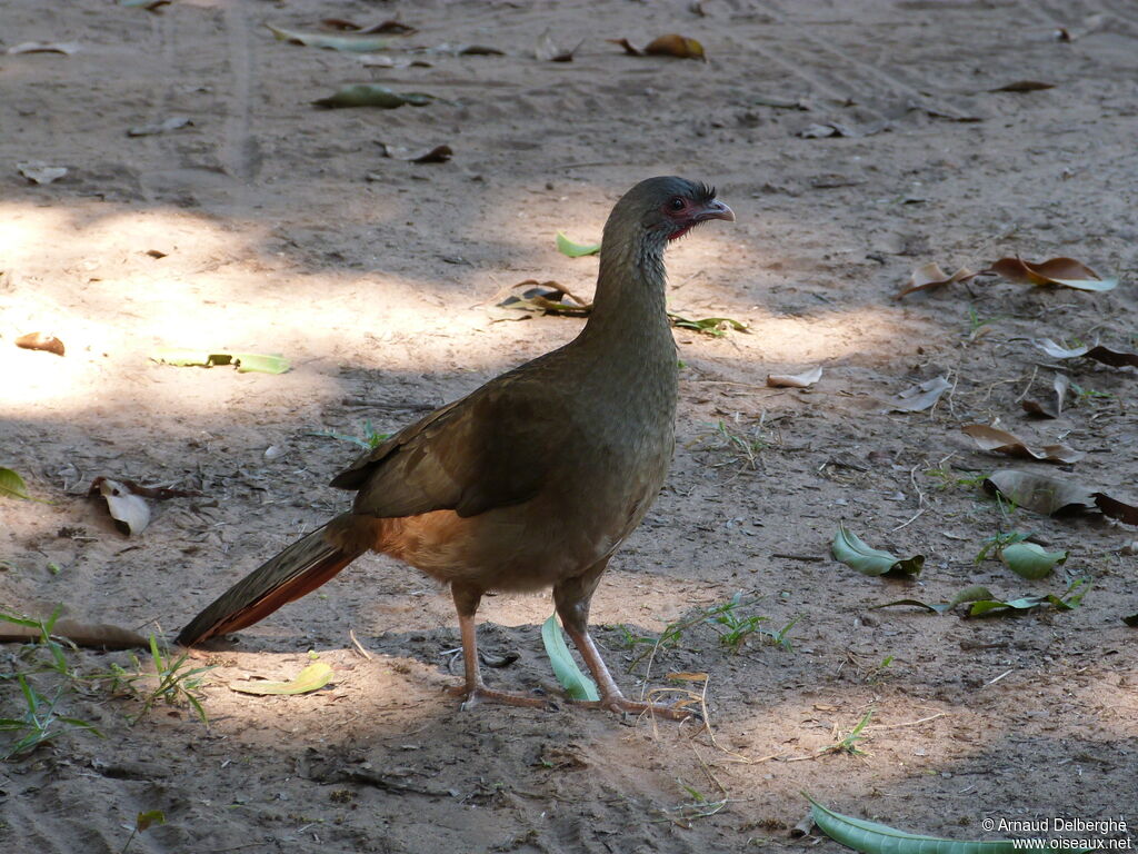 Ortalide du Chaco