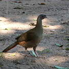 Ortalide du Chaco
