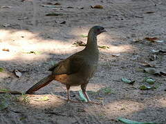 Chaco Chachalaca