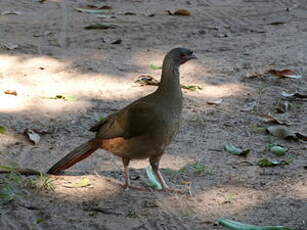 Ortalide du Chaco