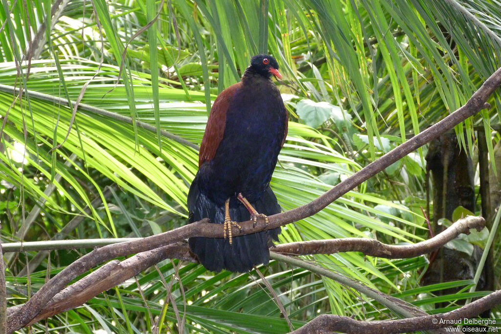 Pheasant Pigeon