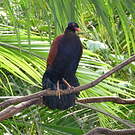 Otidiphaps noble