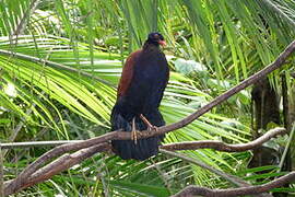 Pheasant Pigeon