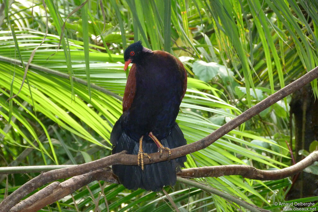 Pheasant Pigeon