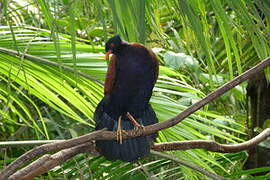 Pheasant Pigeon