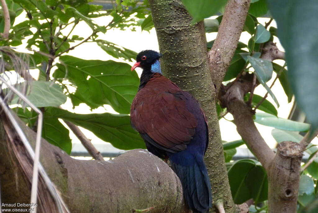 Pheasant Pigeonadult