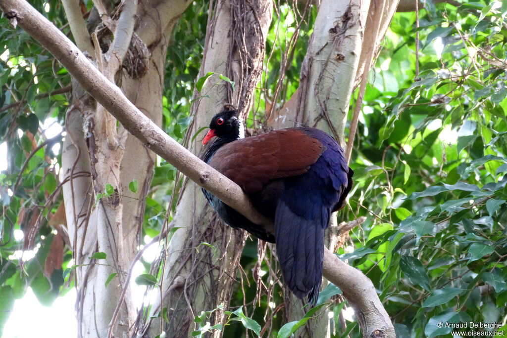 Pheasant Pigeon