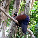 Otidiphaps noble