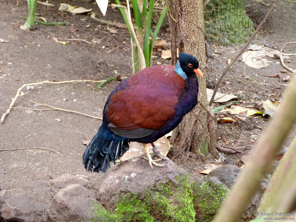 Pheasant Pigeon