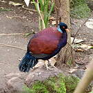 Otidiphaps noble