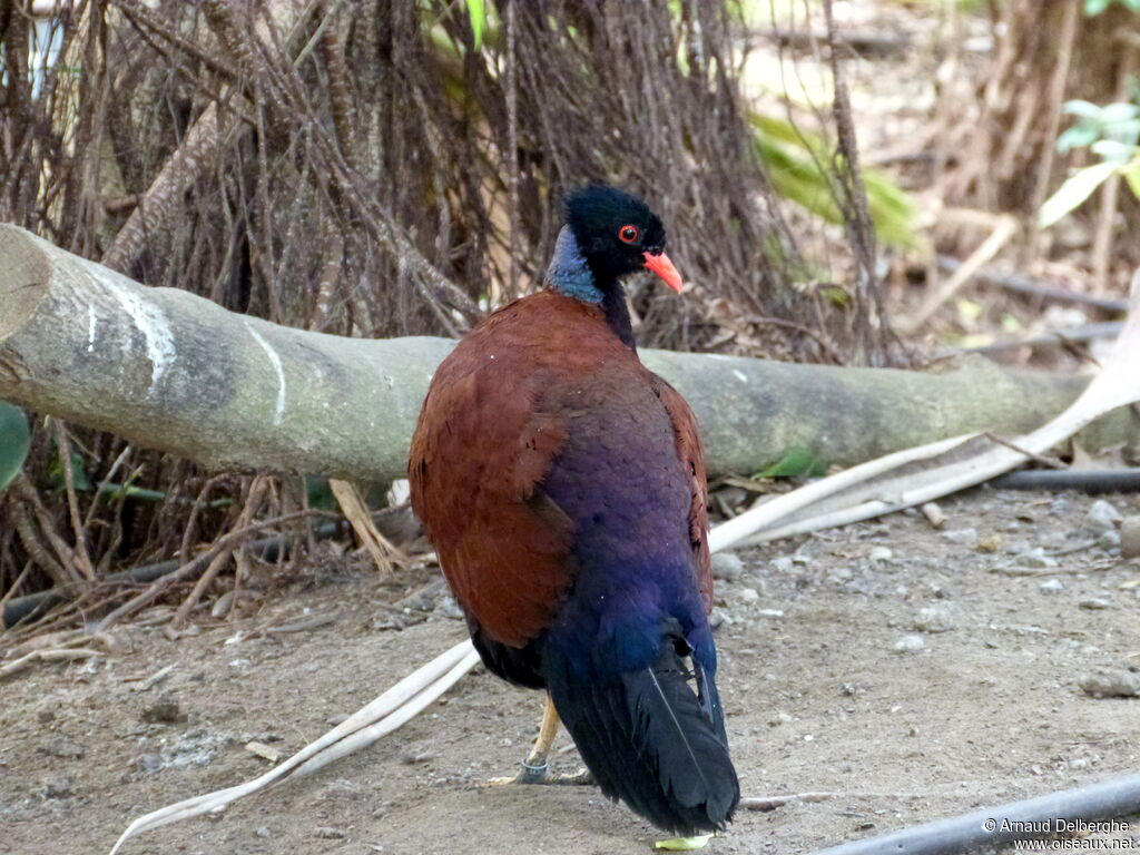 Pheasant Pigeon