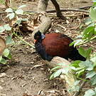 Otidiphaps noble